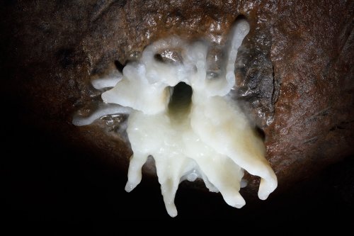 Spéléodrome de Villers-lès-Nancy - Fleur de calcite au plafond au débouché d'un forage drainant l'eau contenu dans un  aquifère supérieur (format horizontal, vue de dessous)(SP-19-1947)